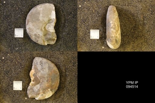 Hoploscaphites nicolletii