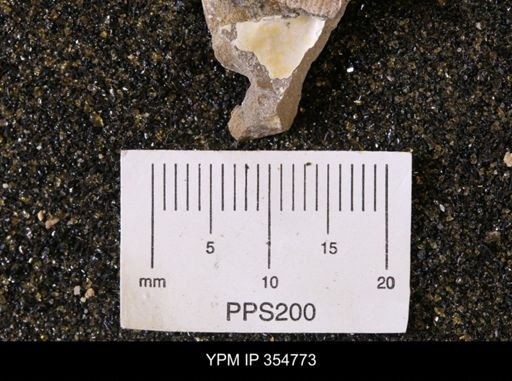 Pseudoptera subtortuosa