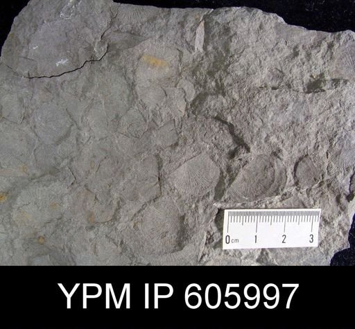 Nervostrophia sp.