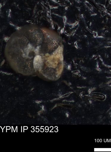 undet. Foraminiferida