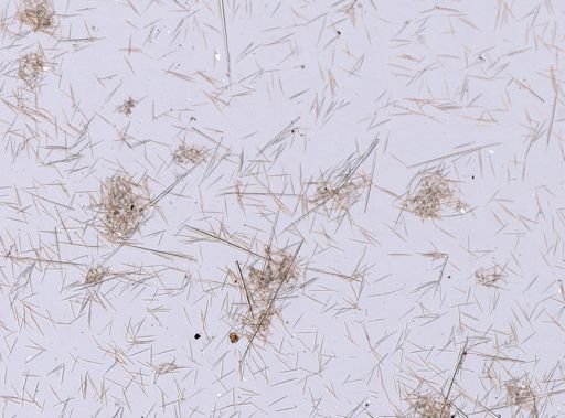 Polymastia infrapilosa
