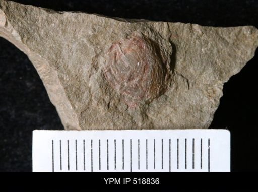 undet. Bivalvia