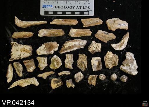 Ichthyodectes sp.