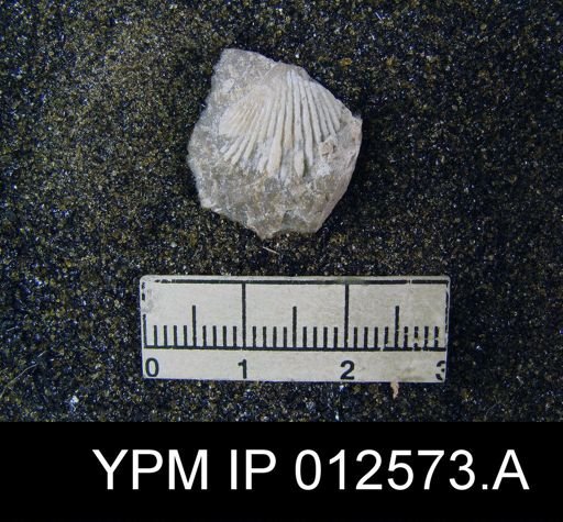 Uncinuloides guadalupensis