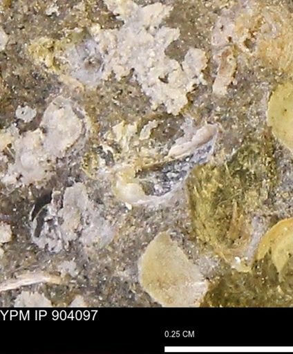 undet. Bivalvia