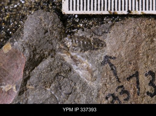 undet. Scaphitidae