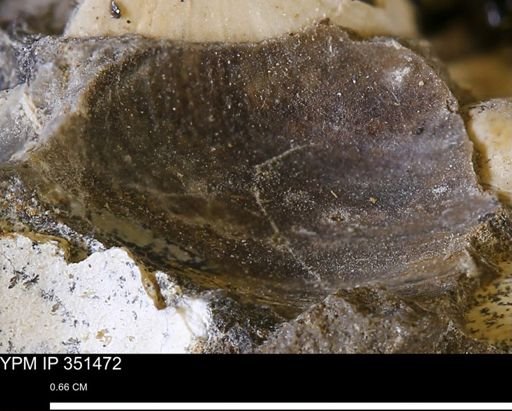 Limopsis striatopunctatus