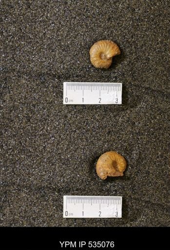 Scaphites cf. hippocrepis