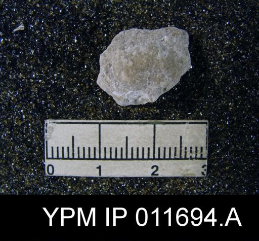 Marginifera manzanica
