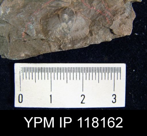 Dalmanella lunata