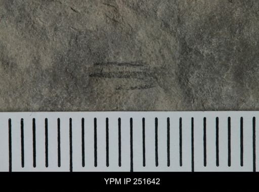 undet. Eurypterida