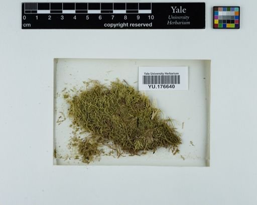 Plantae