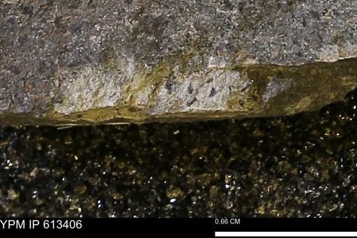Scaphites sp.