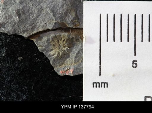 Eocystites primaevus
