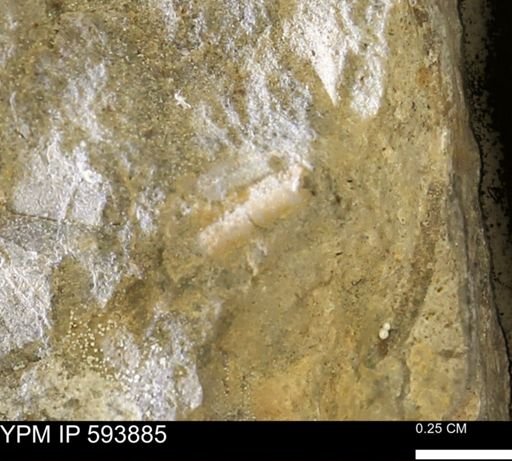 Scaphopoda?; undet.