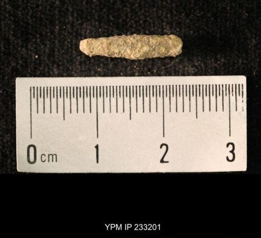 Archaeocidaris sp.
