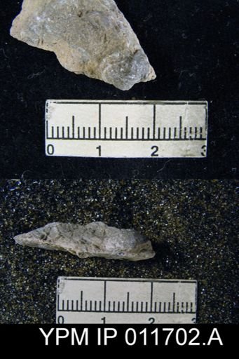 Marginifera manzanica