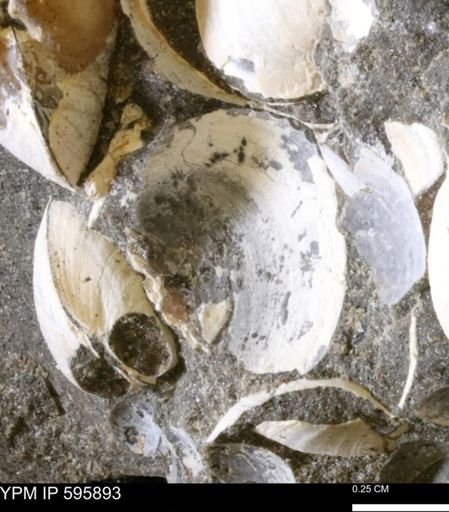 Protocardia sp.