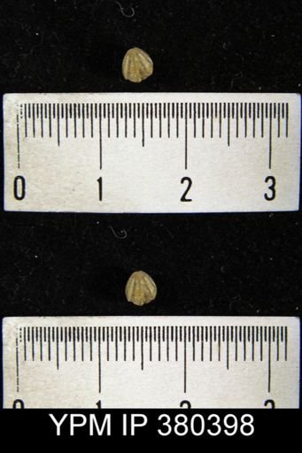 Camarotoechia acinus