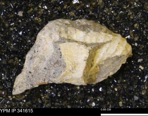 Scaphites sp.
