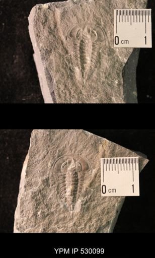 Zacanthoides