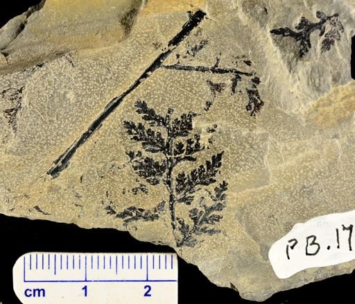Sphenopteris sp.