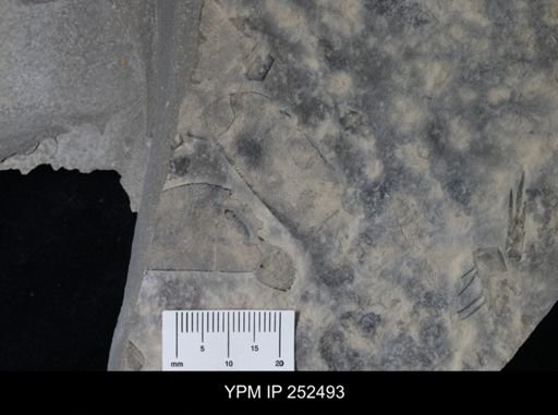 undet. Eurypterida