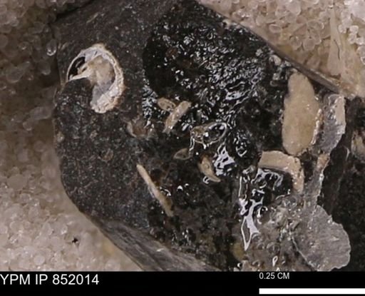 undet. Foraminifera