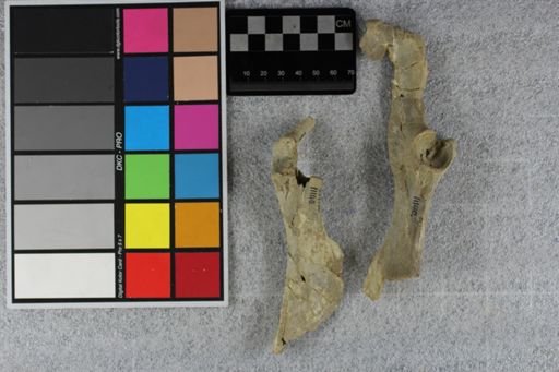 Protoceras celer