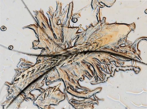 Flabellina verrucosa