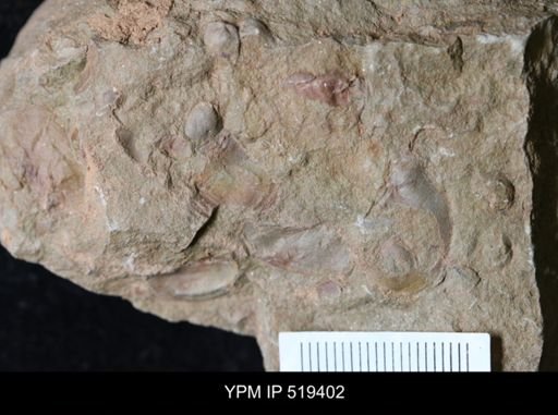 undet. Bivalvia