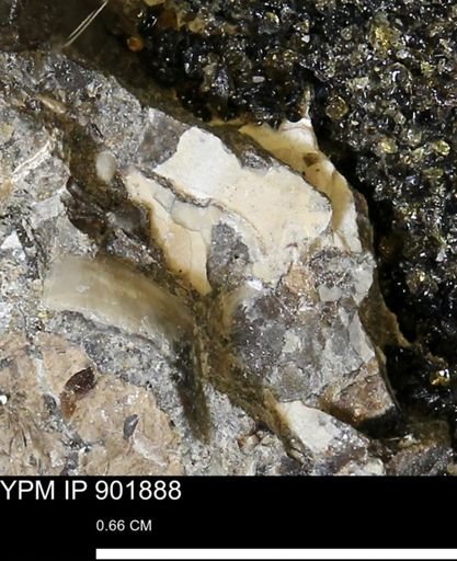 undet. Mollusca