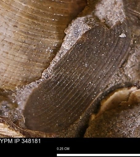 Limopsis striatopunctatus