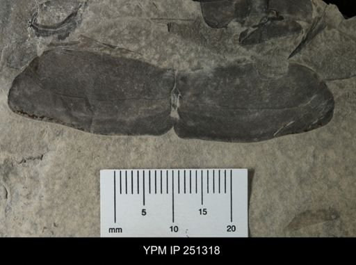 undet. Eurypterida