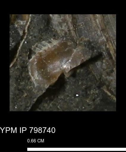 undet. Mollusca