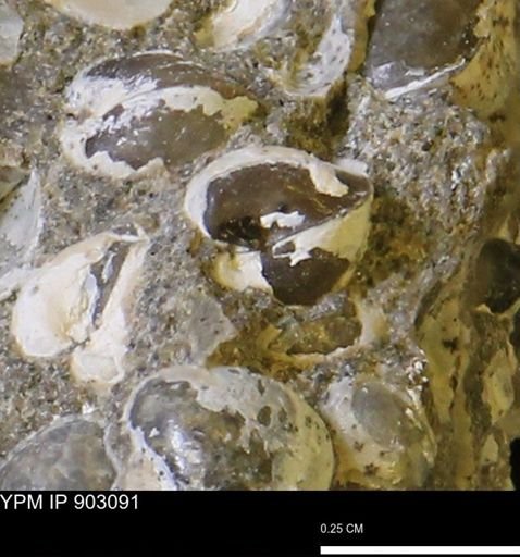 Corbulamella sp.