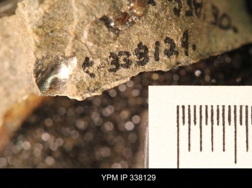 undet. Bivalvia