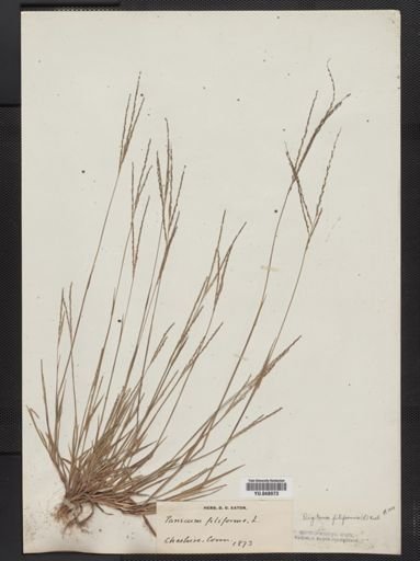 Digitaria filiformis