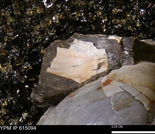 Protocardia?