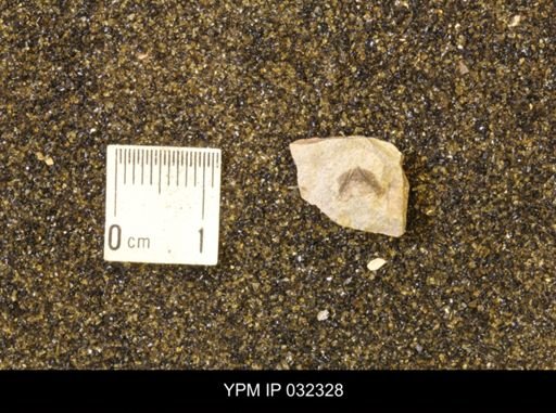 Hoploscaphites nicolletii