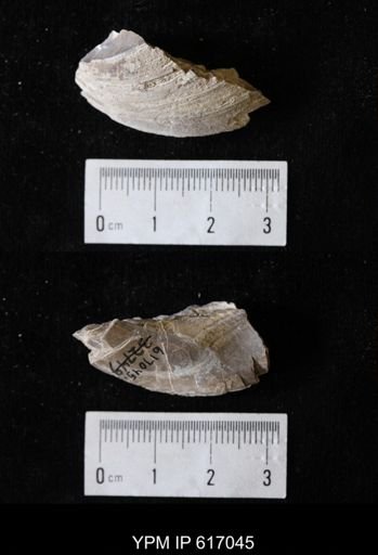 Plesielliptio sp.