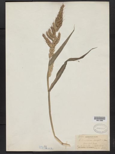 Echinochloa crus-galli