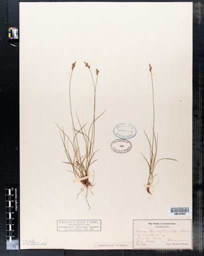 Carex pensylvanica