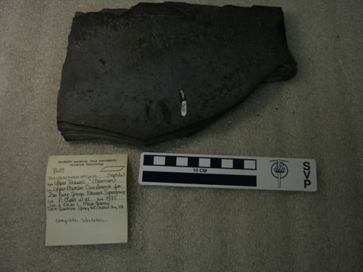 Tanytrachelos ahynis