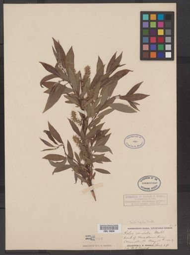 Salix rigida