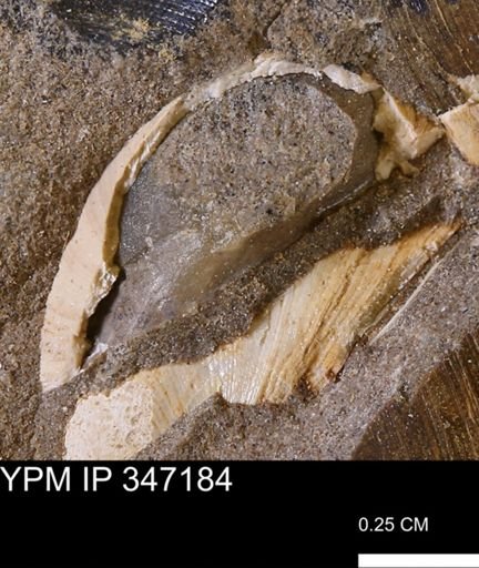 Limopsis striatopunctatus