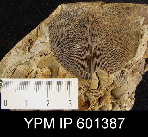 Iridistrophia maior