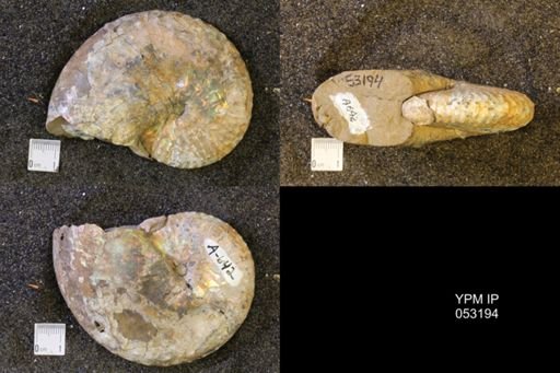 Discoscaphites conradi