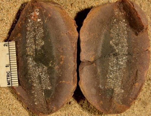 Pecopteris