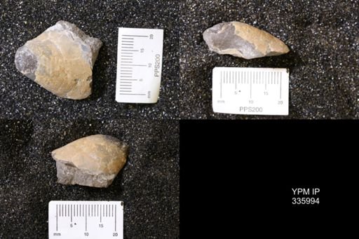 undet. Bivalvia
